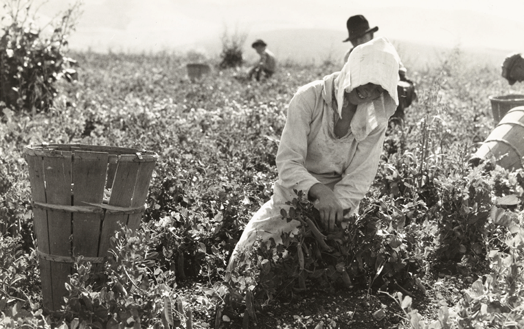 Migrant worker in a field, harvesting peas with a wooden basket to the left.